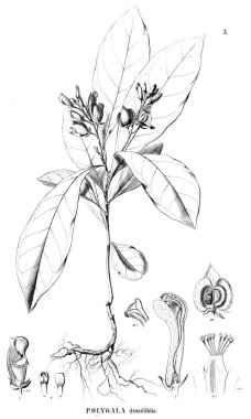 Bitki çizimi. Eski illüstrasyon