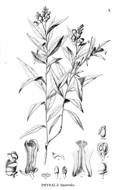 Bitki çizimi. Eski illüstrasyon