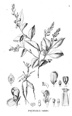 Bitki çizimi. Eski illüstrasyon