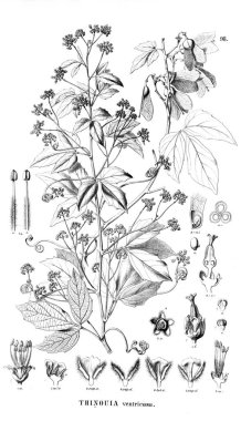 Bitki çizimi. Eski illüstrasyon