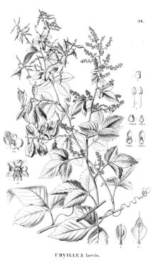 Bitki çizimi. Eski illüstrasyon