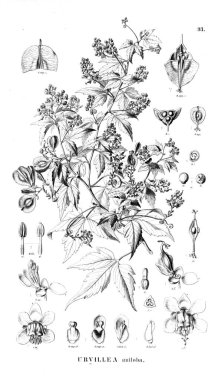 Bitki çizimi. Eski illüstrasyon