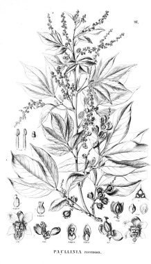 Bitki çizimi. Eski illüstrasyon