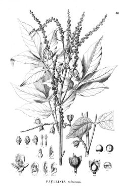 Bitki çizimi. Eski illüstrasyon