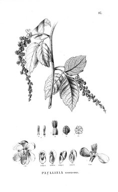 Bitki çizimi. Eski illüstrasyon