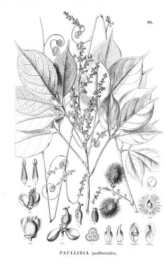 Bitki çizimi. Eski illüstrasyon