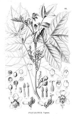 Bitki çizimi. Eski illüstrasyon