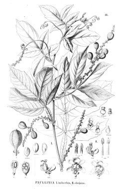 Bitki çizimi. Eski illüstrasyon