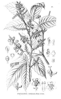 Bitki çizimi. Eski illüstrasyon