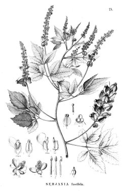 Bitki çizimi. Eski illüstrasyon