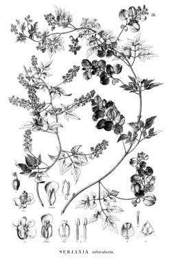 Bitki çizimi. Eski illüstrasyon