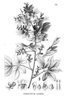 Bitki çizimi. Eski illüstrasyon