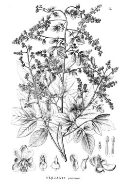 Bitki çizimi. Eski illüstrasyon