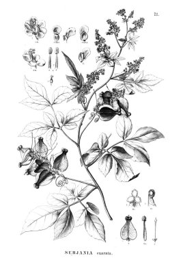 Bitki çizimi. Eski illüstrasyon