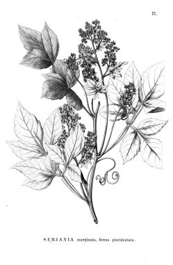 Bitki çizimi. Eski illüstrasyon