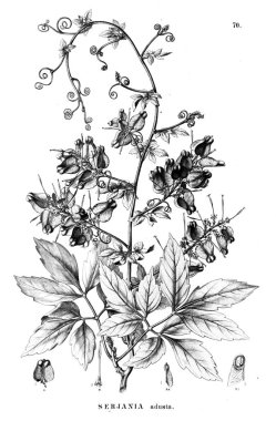 Bitki çizimi. Eski illüstrasyon