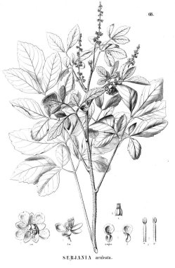 Bitki çizimi. Eski illüstrasyon