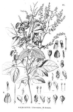 Bitki çizimi. Eski illüstrasyon