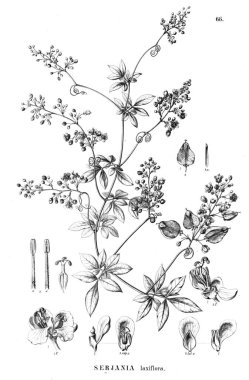 Bitki çizimi. Eski illüstrasyon