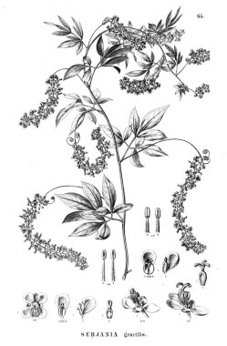 Bitki çizimi. Eski illüstrasyon