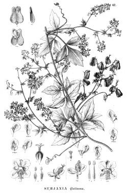 Bitki çizimi. Eski illüstrasyon