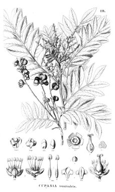 Bitki çizimi. Eski illüstrasyon