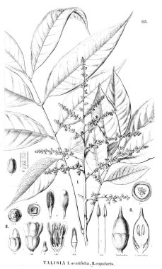 Bitki çizimi. Eski illüstrasyon