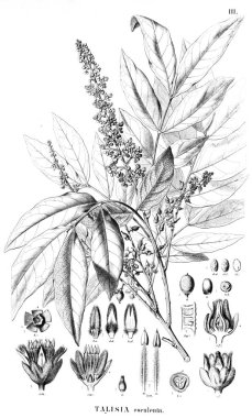 Bitki çizimi. Eski illüstrasyon