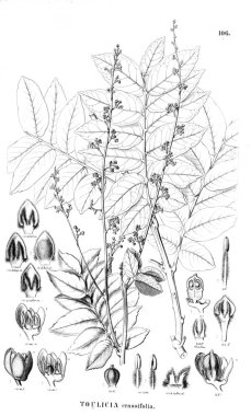 Bitki çizimi. Eski illüstrasyon