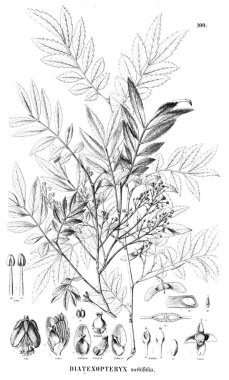 Bitki çizimi. Eski illüstrasyon