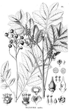 Bitki çizimi. Eski illüstrasyon