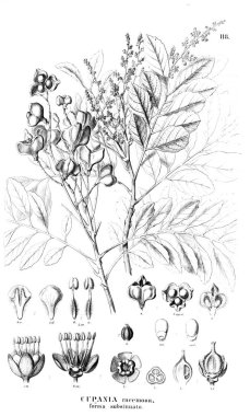 Bitki çizimi. Eski illüstrasyon