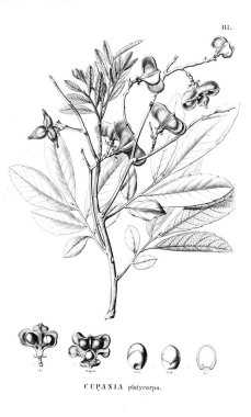 Bitki çizimi. Eski illüstrasyon