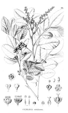 Bitki çizimi. Eski illüstrasyon