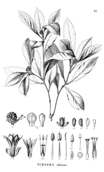 Bitki çizimi. Eski illüstrasyon