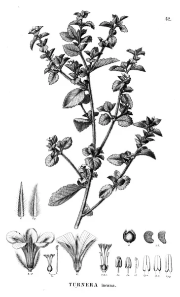 Bitki çizimi. Eski illüstrasyon