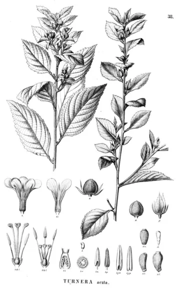 Bitki çizimi. Eski illüstrasyon