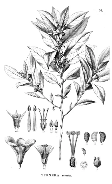 Bitki çizimi. Eski illüstrasyon