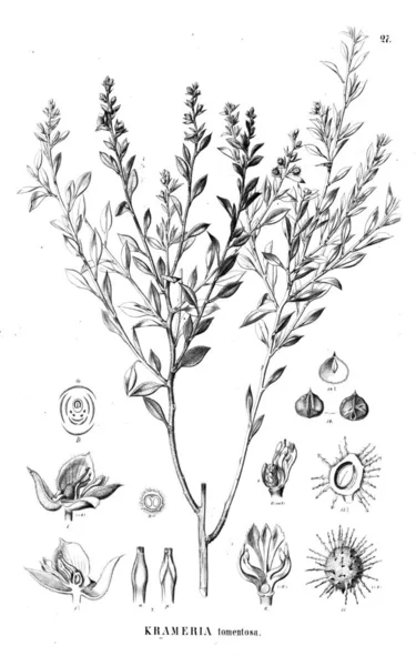 Bitki çizimi. Eski illüstrasyon