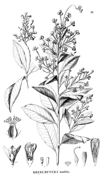 Bitki çizimi. Eski illüstrasyon