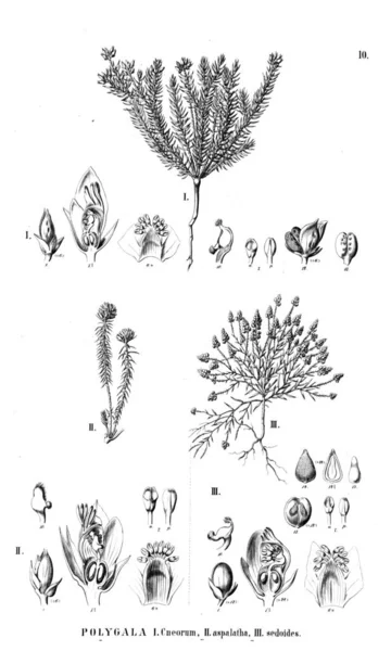 Bitki çizimi. Eski illüstrasyon