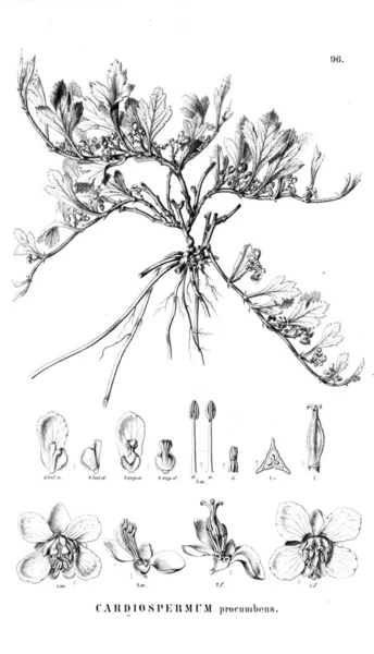 Ilustração Planta Ilustração Antiga — Fotografia de Stock