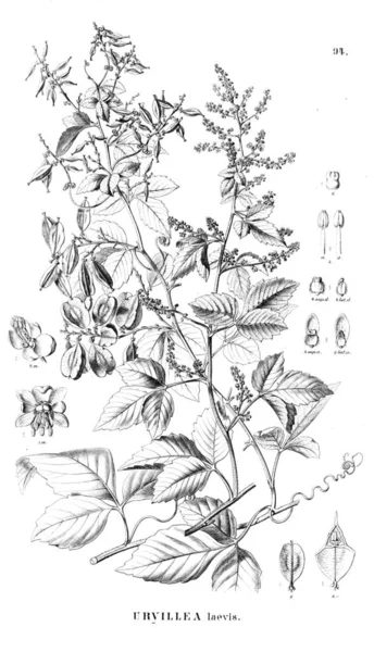 Bitki çizimi. Eski illüstrasyon