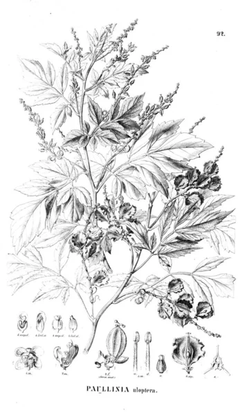 Bitki çizimi. Eski illüstrasyon