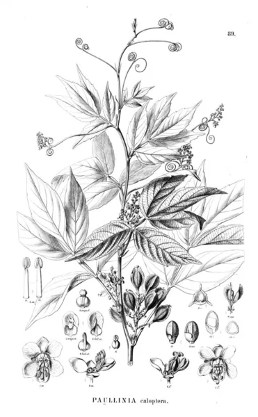 Illustratie Van Een Plant Oude Afbeelding — Stockfoto