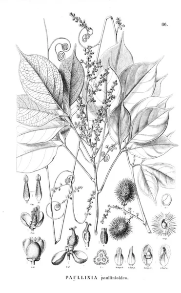 Illustration Plant Old Illustration — Stock Photo, Image