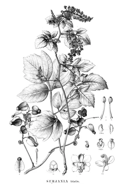 Ilustrace Rostlin Starý Obrázek — Stock fotografie