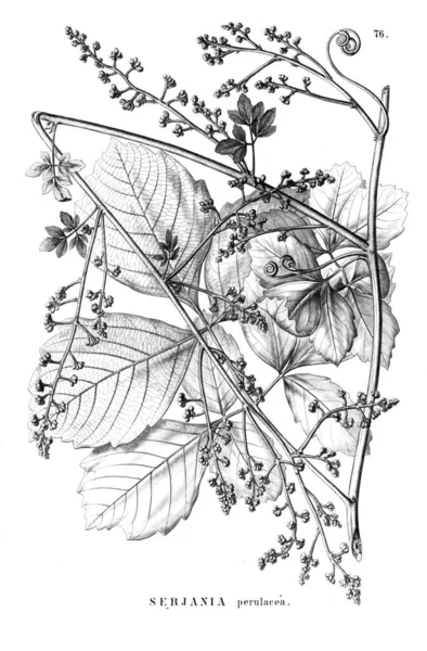 Illustration Plante Vieille Illustration — Photo