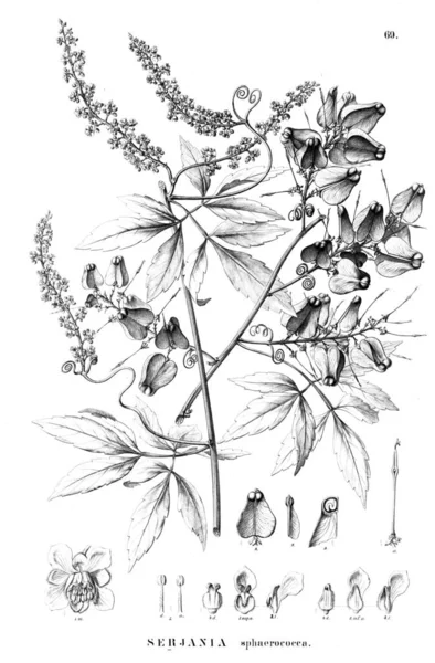 Bitki çizimi. Eski illüstrasyon