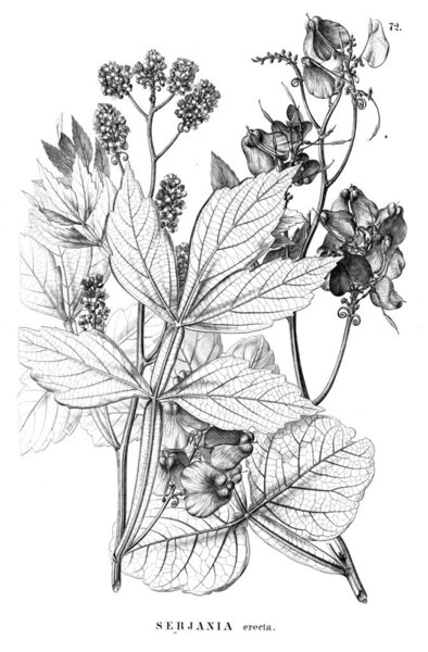 Illustration of plant. Old illustration